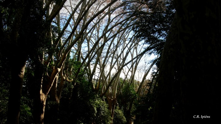 Paseo de los Plátanos