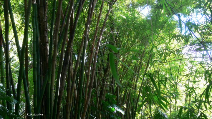 Bosque de Bambúes (2)
