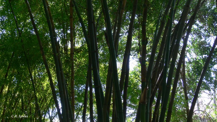 Bosque de Bambúes (1)
