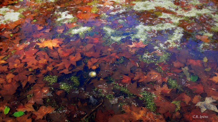 Hojas de Otoño bajo el agua del estanque de Loto (1)
