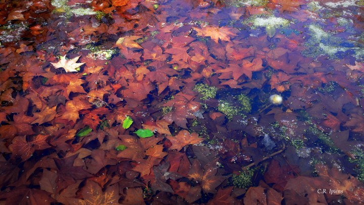 Hojas de Otoño bajo el agua del estanque de Loto (2)