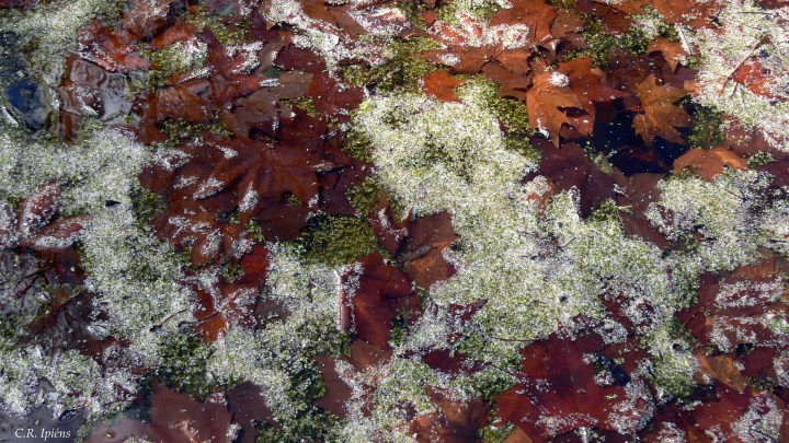 Hojas de Otoño bajo el agua del estanque de Loto (3)