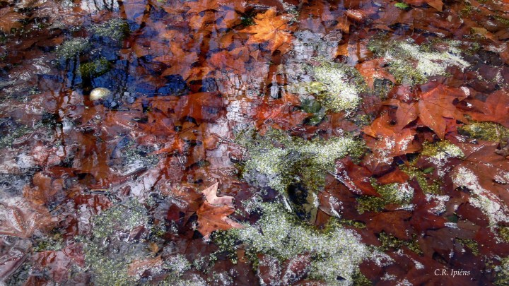 Hojas de Otoño bajo el agua del estanque de Loto (4)