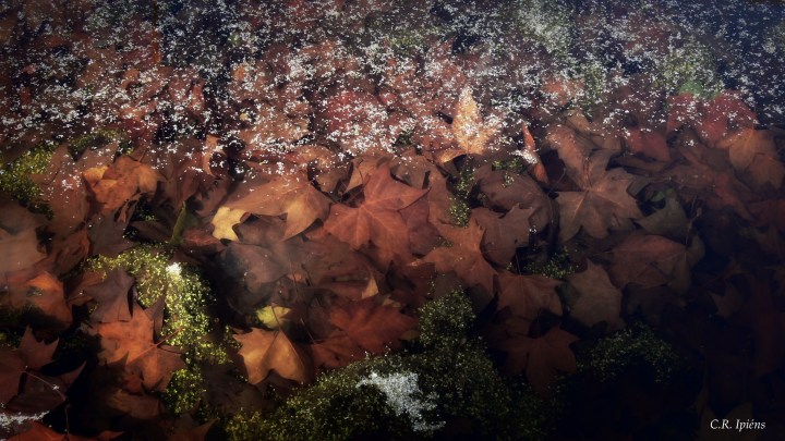 Hojas de Otoño bajo el agua del estanque de Loto (5)