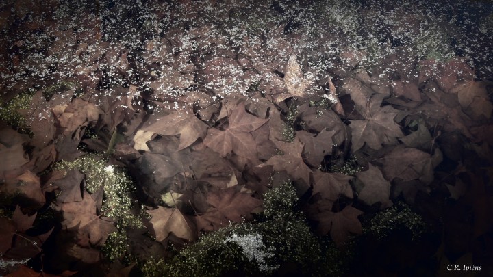 Hojas de Otoño bajo el agua del estanque de Loto (6) -Variación 1