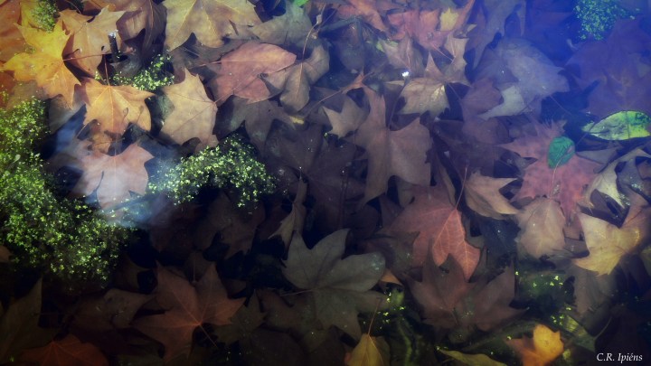 Hojas de Otoño bajo el agua del estanque de Loto (8)