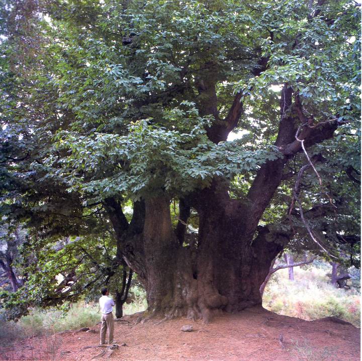 Castaño Santo -Hoyo del Bote- (Istán-Málaga)
