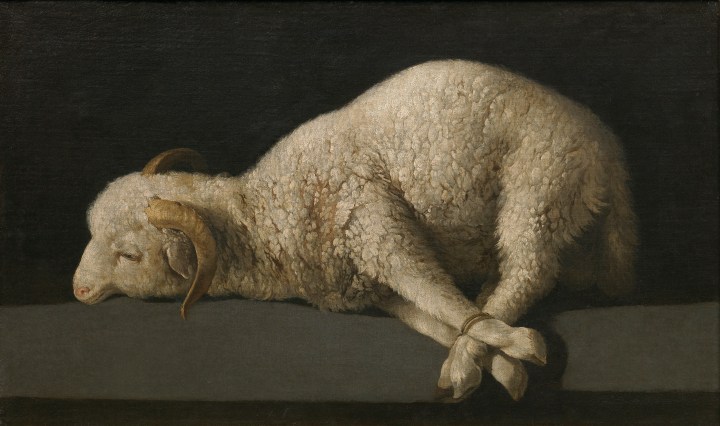 Agnus Dei, Francisco de Zurbarán sala 8