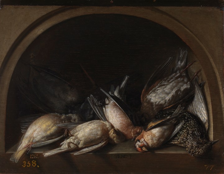 Pájaros muertos, Herman van Vollenhoven sala8