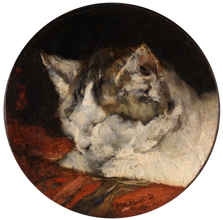 Cabeza de gato durmiendo, Francisco Domingo Marqués