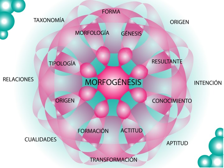 Morfogénesis