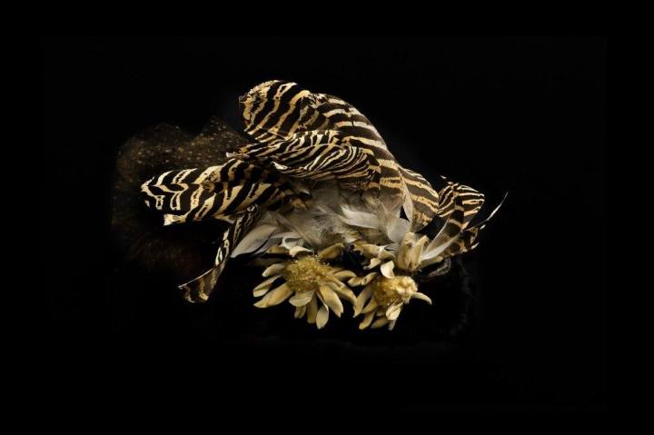 11062046_919894121397014_7579661136593576059_o