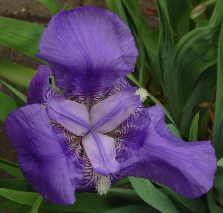 iris_germanica_002