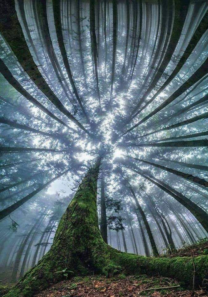 arboles-grandes-cuidan-pequenos