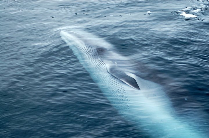 ballenas-a-la-vista_44394792_1500x997