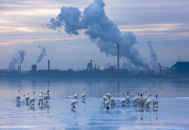 bird-photographer-of-the-year-2019-photocrowd-5d63a16f1731d__880