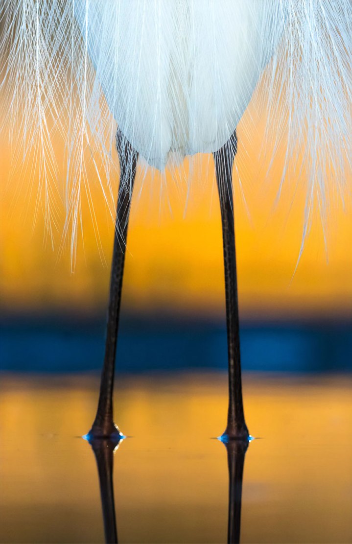 bird-photographer-of-the-year-2019-photocrowd-5d63a1ab02b1b__880