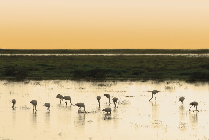 Grearer flamingos at sunset National park DoÒana Spain