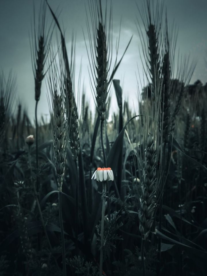 Mobile-Photography-Photos-taken-by-phone-that-will-change-your-perspective-5d45e968c0e80-jpeg__880