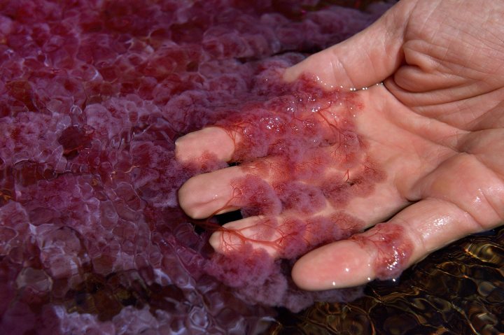 ogrunewald_cano_cristales_29_1800x1198