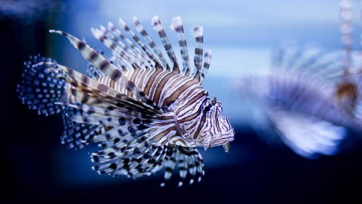 Pez león llega a Turquía